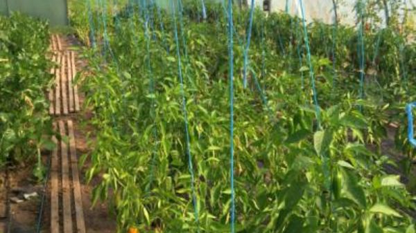 L03 Wacholderhof e.V.