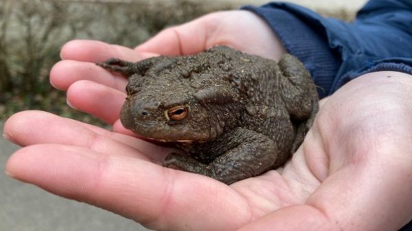 S11 Stadt Freiburg - Gewässerökologie und Bachpaten
