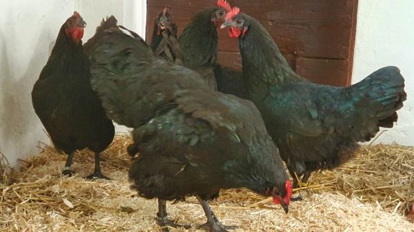 B12 Ebersberger Sägemühle