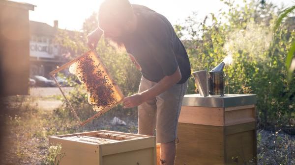 B01 ProBiene - Freies Institut für ökologische Bienenhaltung
