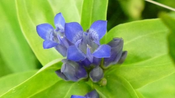 S06 Landschaftspflegetrupp Regierungspräsidium Karlsruhe