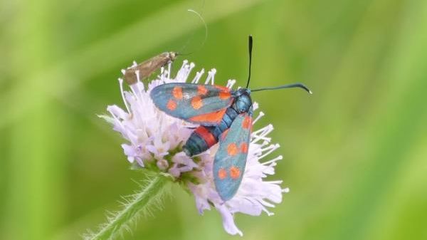 S06 Landschaftspflegetrupp Regierungspräsidium Karlsruhe