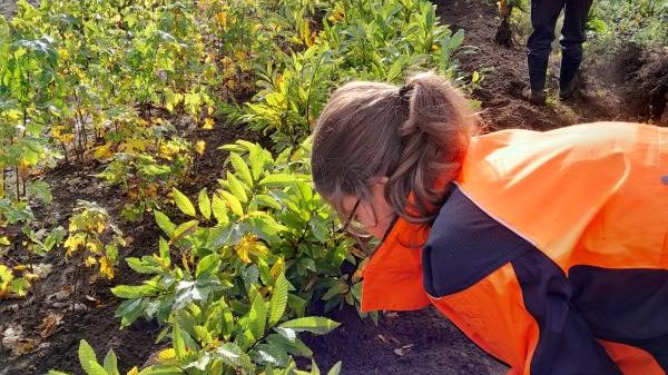 B14 Waldschulheim Burg Hornberg ForstBW