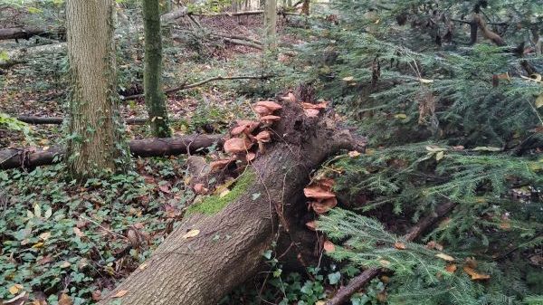 S19 Botanischer Garten der Universität Konstanz