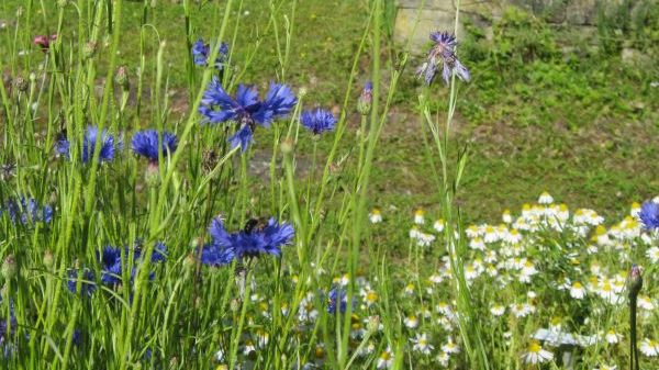 S19 Botanischer Garten der Universität Konstanz