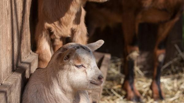 B20 Schwarzwälder Freilichtmuseum Vogtsbauernhof