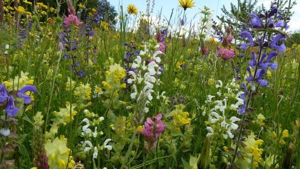 S13 LAZBW - Grünlandwirtschaft