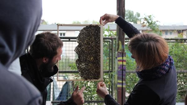 B01 ProBiene - Freies Institut für ökologische Bienenhaltung