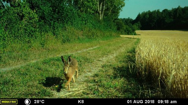 S14 LAZBW - Wildforschungsstelle