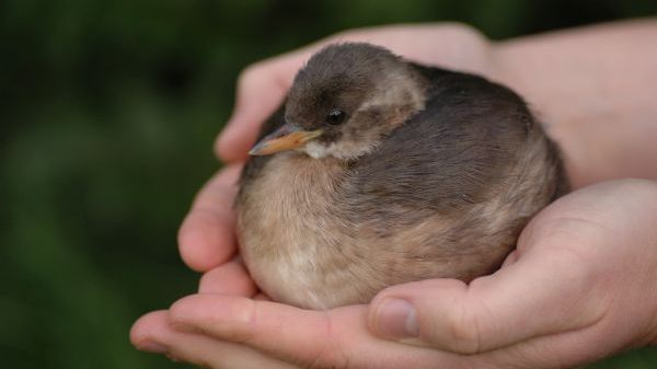 N01 NABU-Vogelschutzzentrum Mössingen