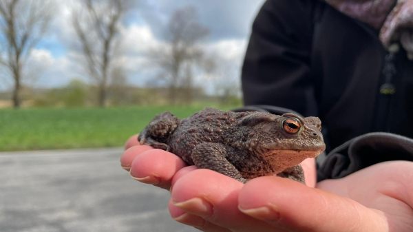 S10 Stadt Mannheim - Klima, Natur und Umwelt